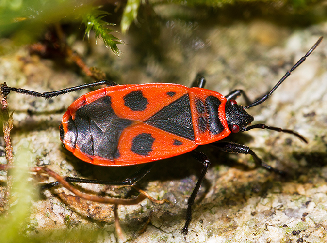 cluster of box elder bugs