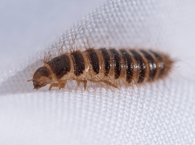 carpet beetle on a white sheet in baltimore