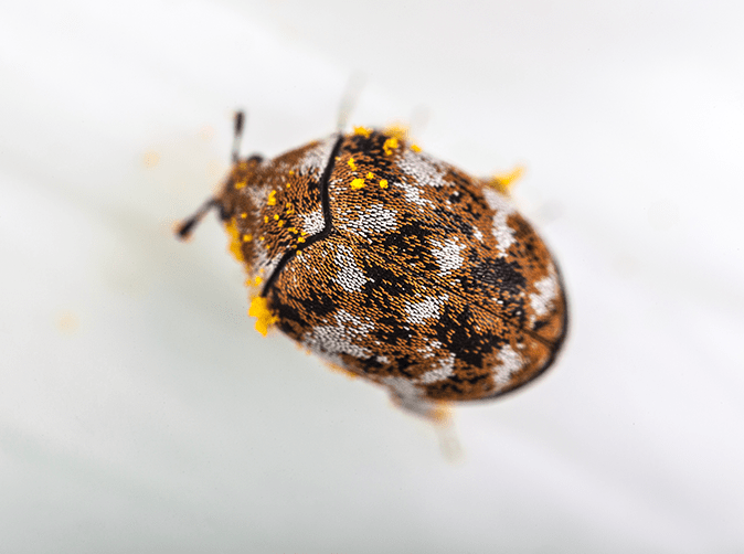 carpet beetle on a white sheet in baltimore