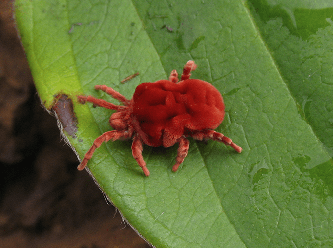 clover mite outside virginia home