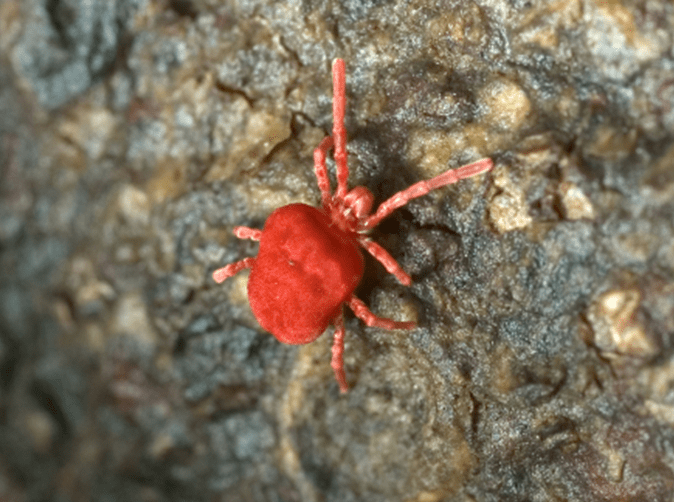 clover mite outside virginia home