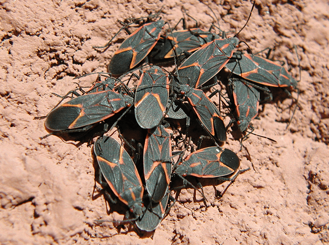 cluster of box elder bugs