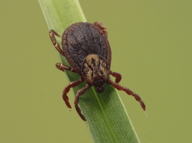 tick on virginia home owner