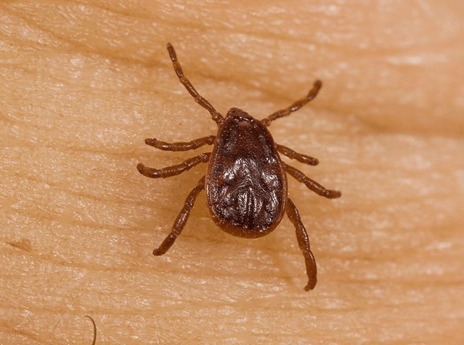 tick on virginia home owner