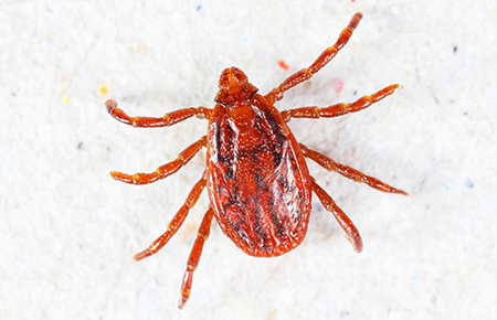 tick on a white background