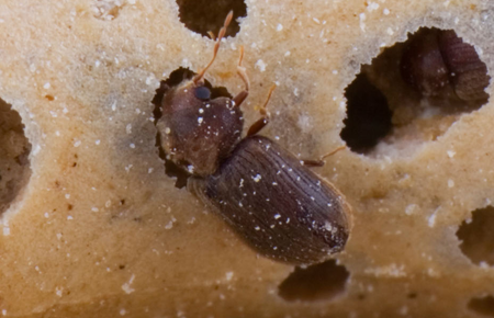 dc supermarket with a drugstore beetle infestation