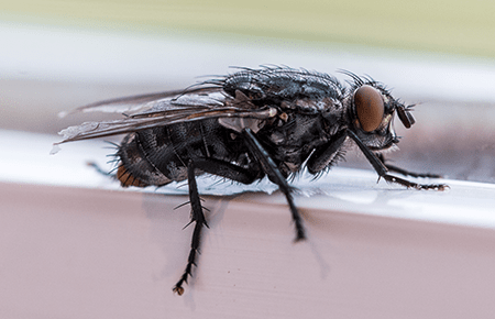 house fly infesting a washington dc home