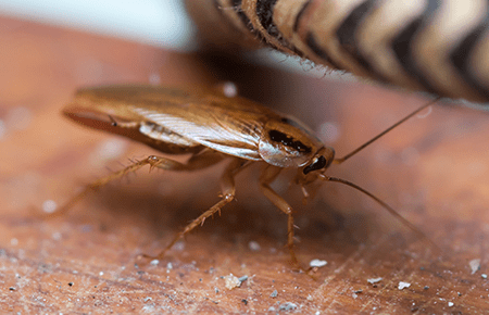 german cockroach on kitchen counter