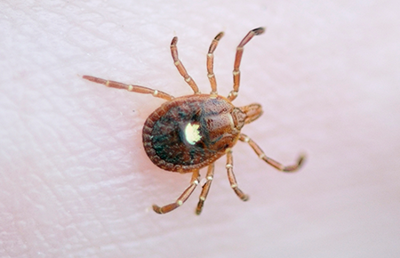 tick on a human in virginia outside home