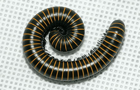 millipede infestation in a washington dc home