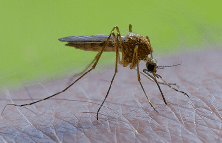 mosquito biting a man in washington dc