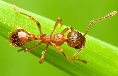 pavement ant on a blade of grass outside maryland home