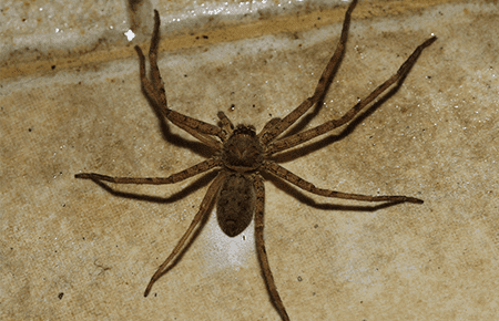 common house spider on a kitchen floor