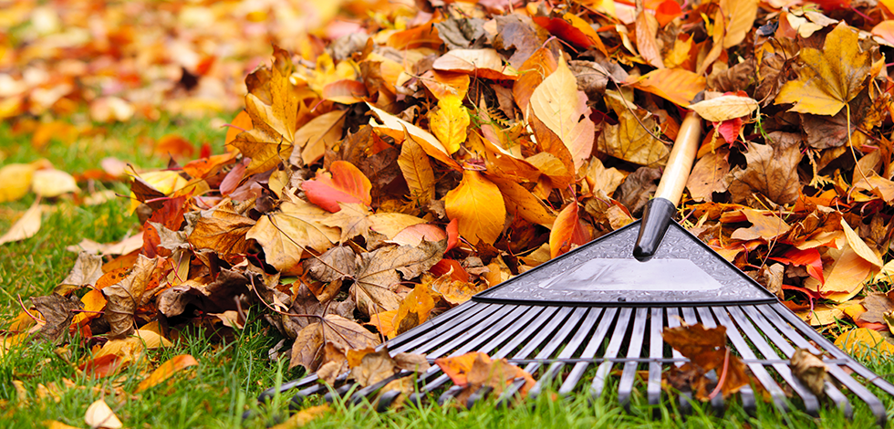 a person raking leaves away from their fairfax virginia home