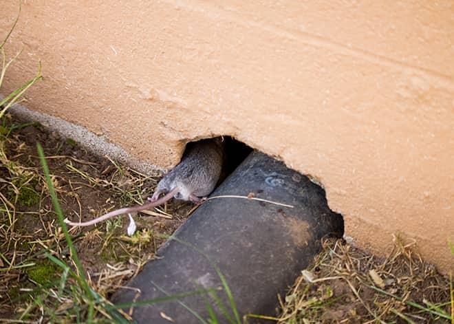 a mouse entering a home thorough a opening by a pipe in ilchester maryland