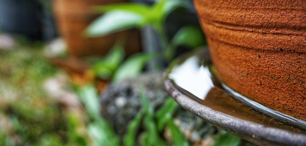 a potted plant with standing water in it in virginia