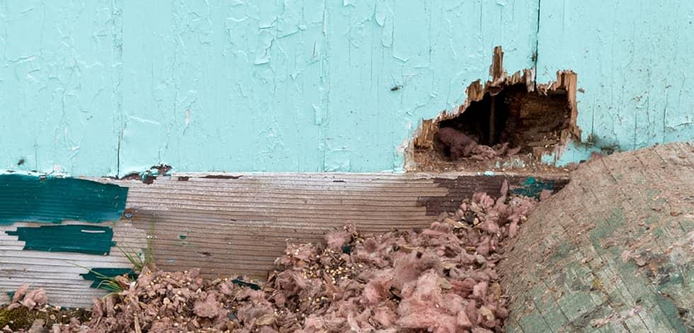 Sealing Exterior Holes Prevents Mice From Infesting a hole in the exterior of a house in calverton maryland