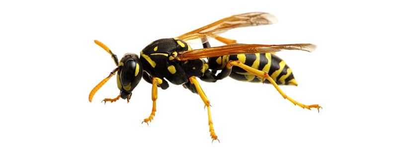 a wasp in bowie maryland