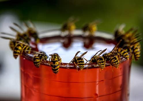 many hornets on a cup rim outside a home in towson maryland