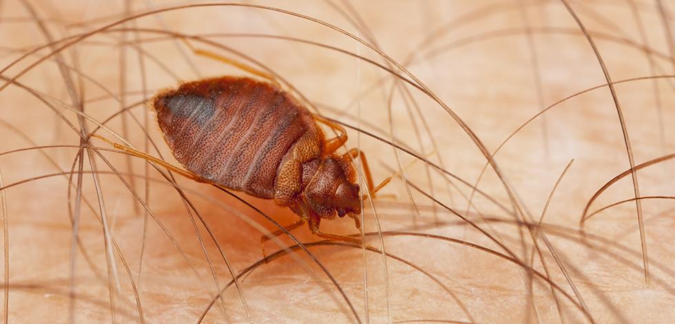In The Summer Bed Bugs Spread From Travelers a bed bug crawling on a persons arm in catonsville maryland