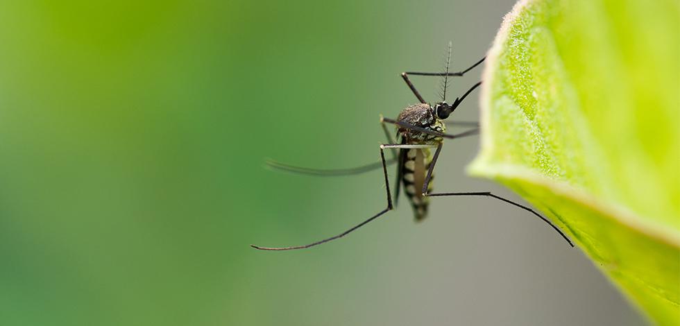 a mosquito on a plant in washington dc