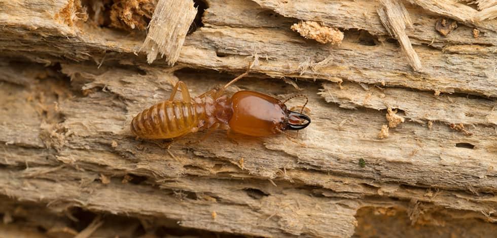 termite crawling on wood