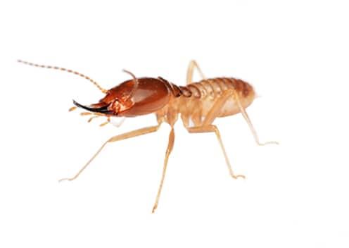 what a termite looks like