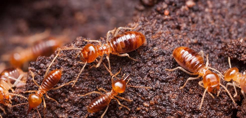 termites up close