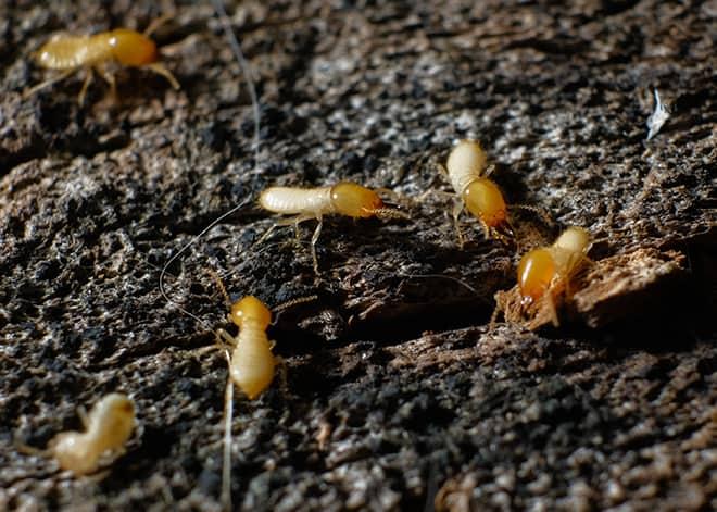 Are Termites Active In Winter Action Pest Control
