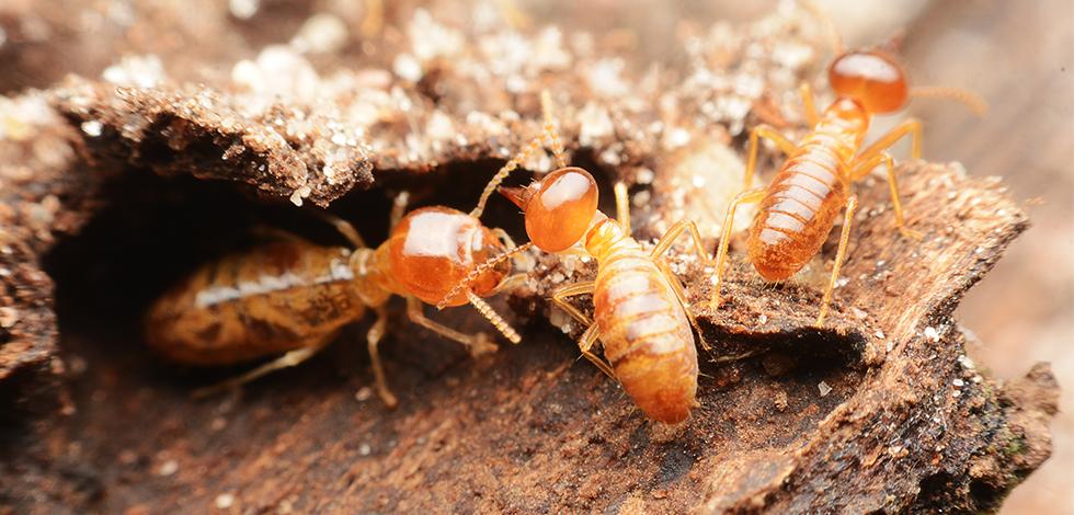 termites near a washington d.c. home