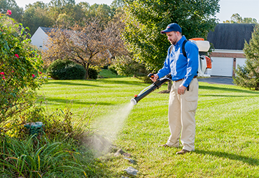 treating yard for mosquitoes