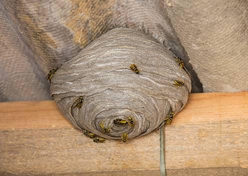 a hornet nest in the attic of a home in aspen hill maryland