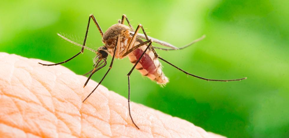 a mosquito biting a persons hand in virginia