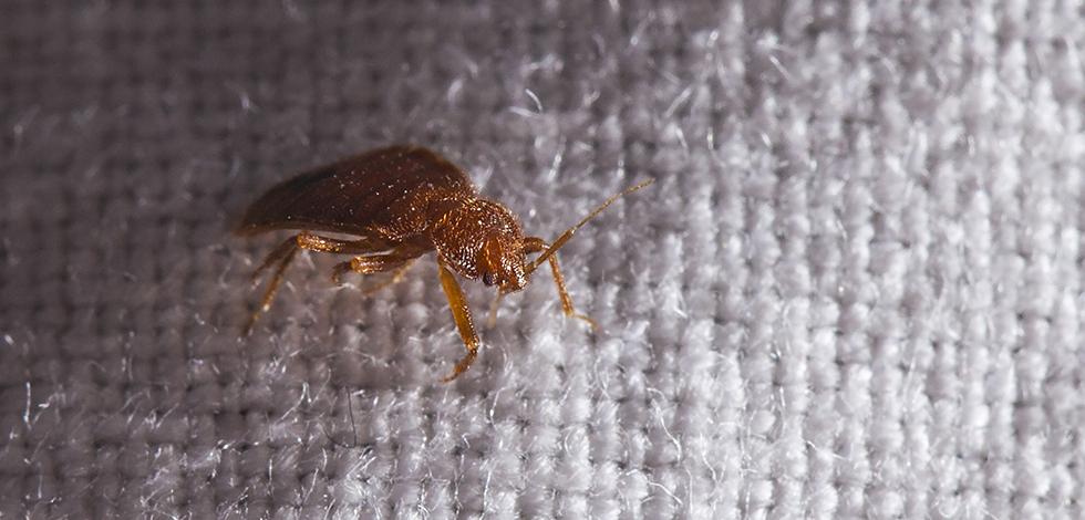bed bug found in maryland home