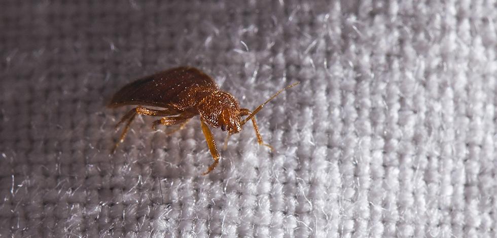 Learn How To Avoid Bed Bugs During The Winter bed bug found in maryland home