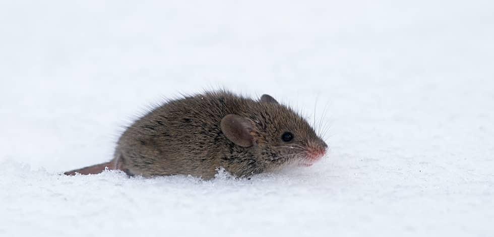 Mice Look For Warm Places To Spend The Winter a mouse crawling through snow in hanover maryland