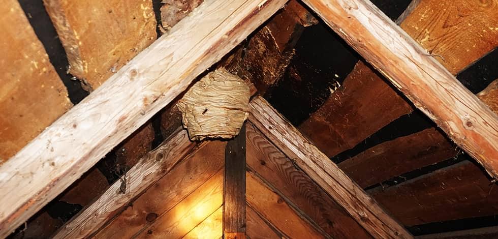 a wasp nest in the attic of a home in dale city virginia
