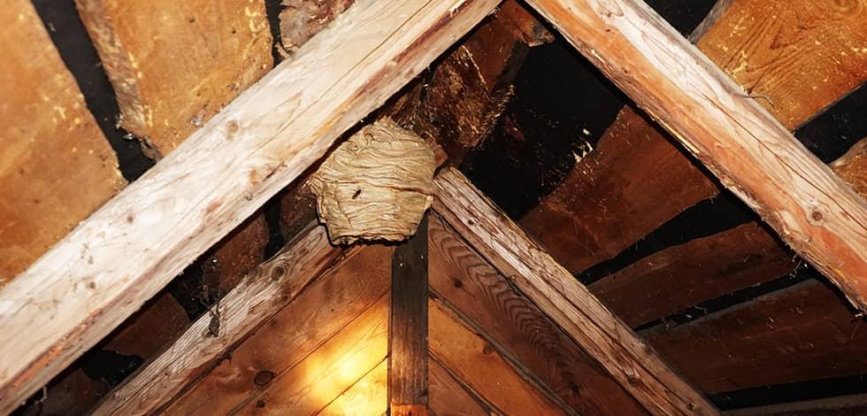 Wasp Nest In Attic Askaboutmoney Com The Irish Consumer Forum