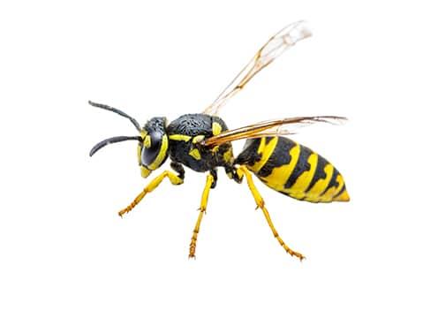 a yellow jacket wasp in essex maryland