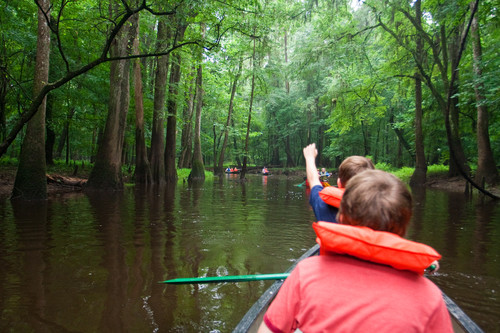 (Credit: National Park Service - Congaree National Park)