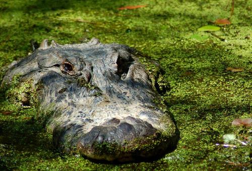 Alligator (Credit: Marc Epting)