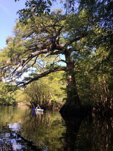 Black River Cypress (Credit: Van Marshall)