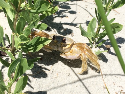 Ghost crab (Credit: Tanner Arrington)