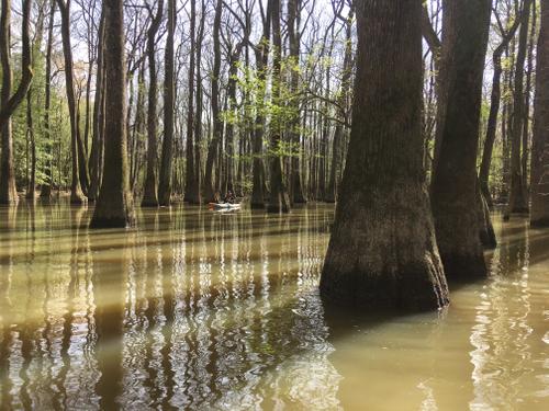 swamp at high water (Credit: TA)