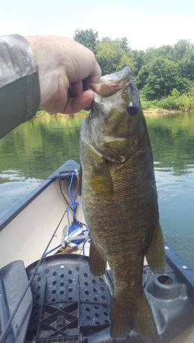 Small mouth Bass