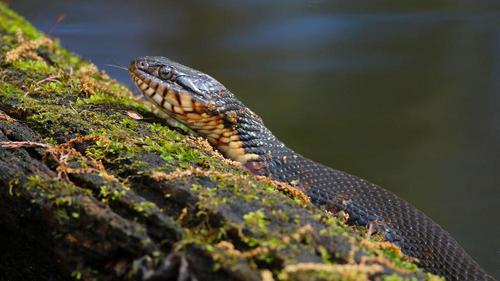 Banded water snake (Credit: Marc Epting)