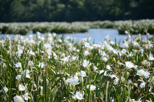 Rocky Shoals Spider Lilies at Landsford Canal State Park (Credit: Todd Betlem)