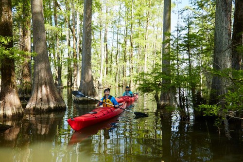 Flooded cypress forest at Santee State Park.  (Credit: Santee State Park)