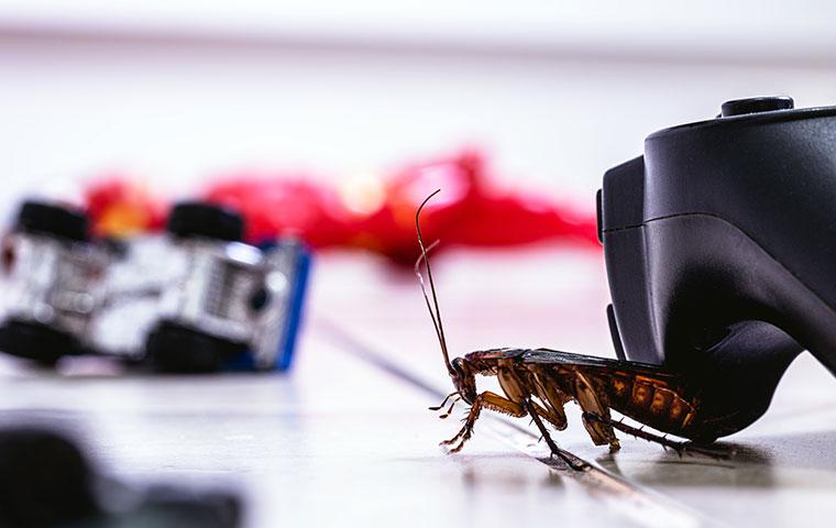 an american roach crawling in a living room