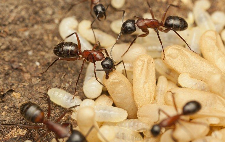 several ants moving their eggs